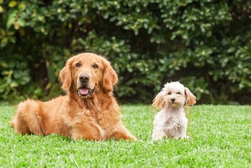 Golden Retriever and Bichon Frise