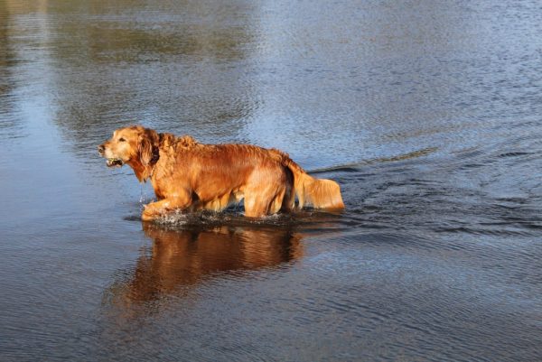 Golden Retriever at the beach