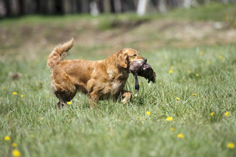 Golden Retriever dog carrying a duck