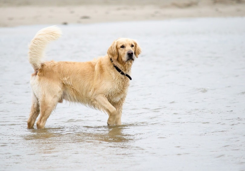 Golden Retriever in the water