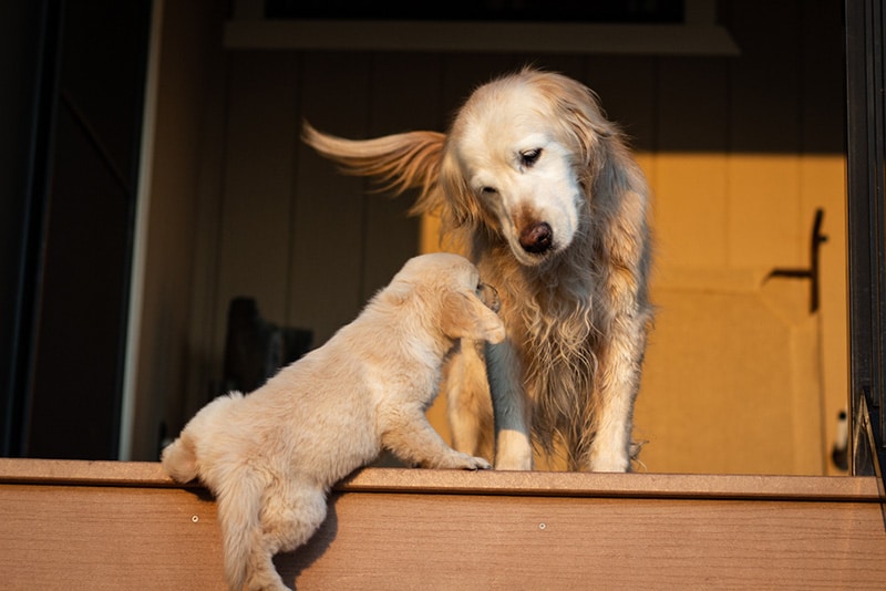 Golden Retriever puppy