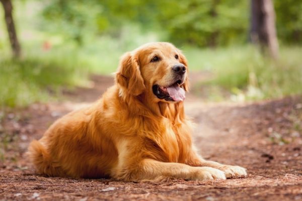 Golden Retriever sitting in the dirt