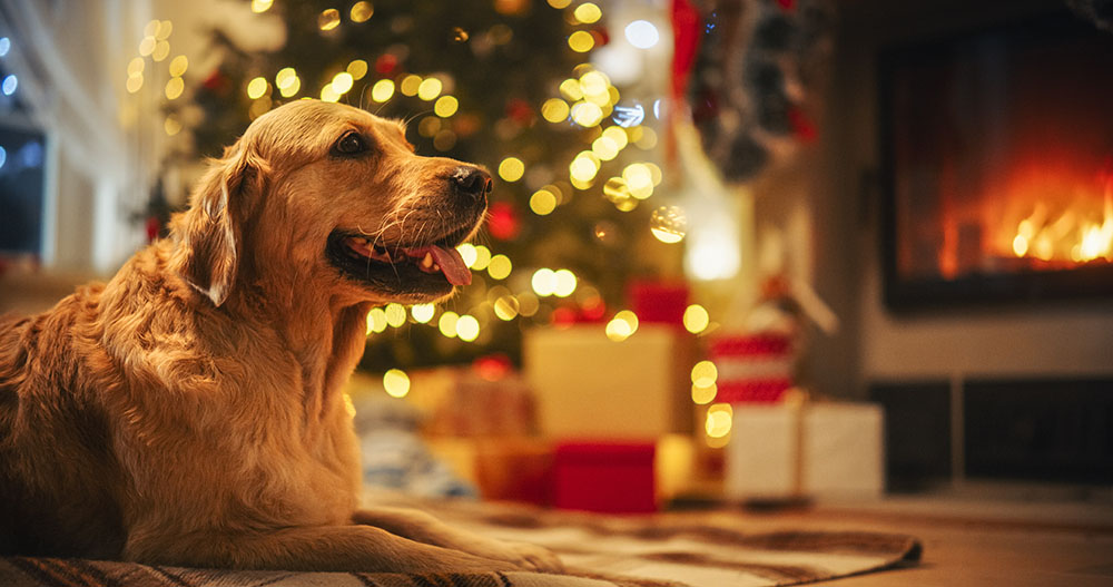 Golden Retriever with christmas tree background