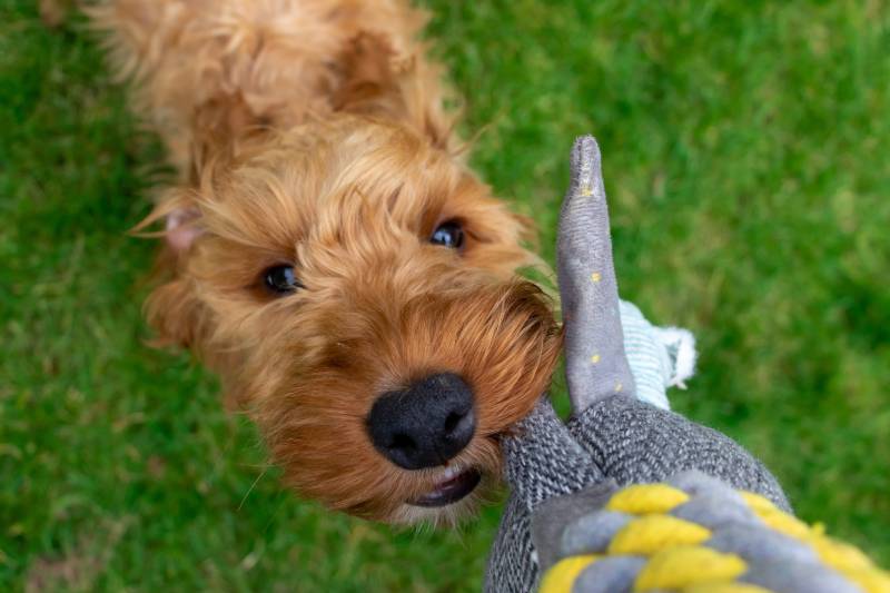 Golden cockapoo puppy playing with tug toy in garden
