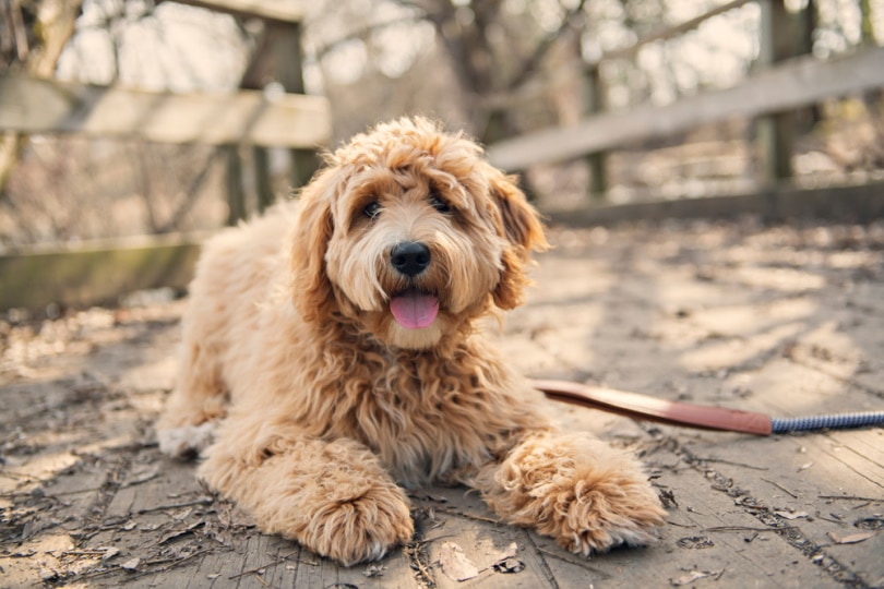 Golden labradoodle on a leash