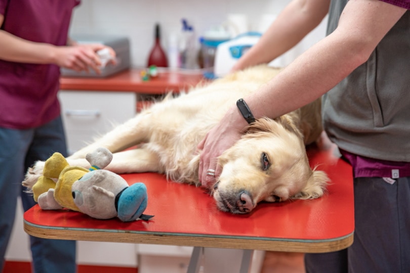 Golden retriever about to undergo operation
