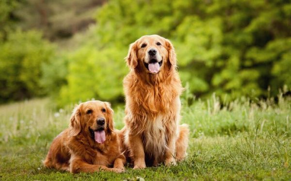 Golden retriever beautiful lovely pair