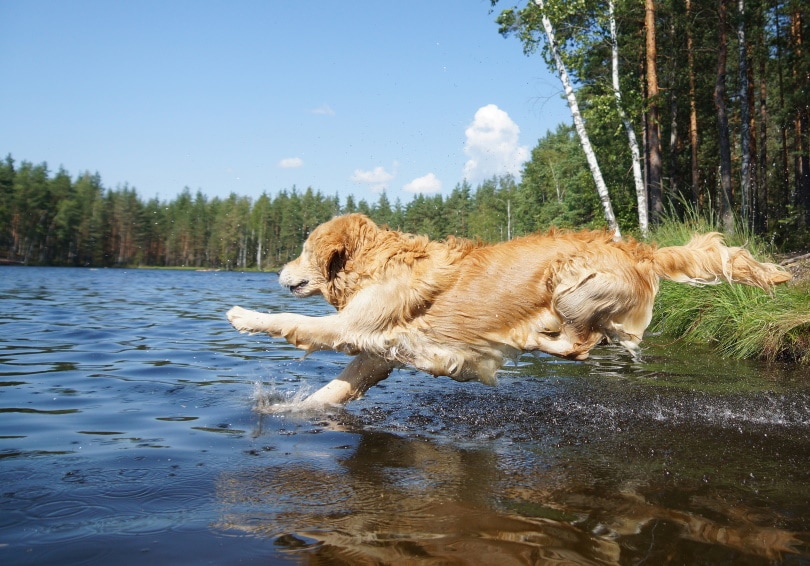 Golden retriever dives into the water