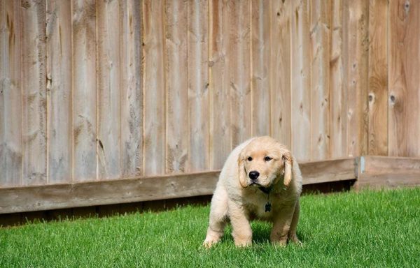 Golden-retriever-puppy-getting-ready-to-poop-on-green-grass-in-the-backyard