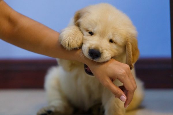 Golden-retriever-puppy-playing-and-bite-owner-hand