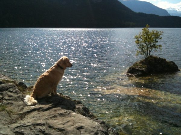 Golden retriever sitting on rock