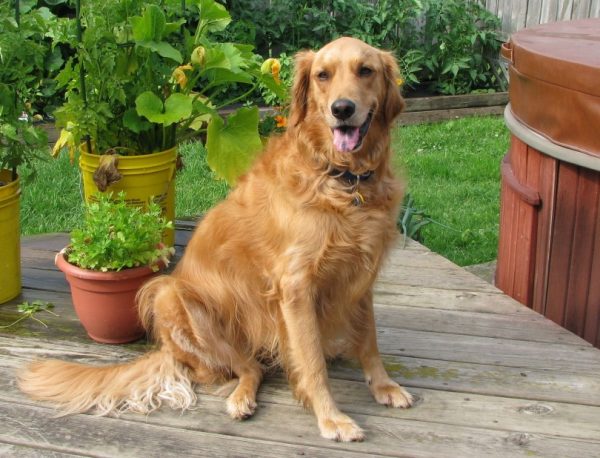 Golden retriever sitting