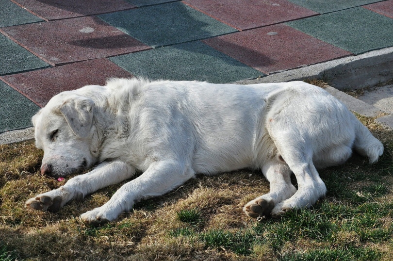 Golden retriever sleeping
