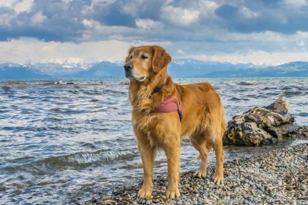 Golden retriever standing in the beach