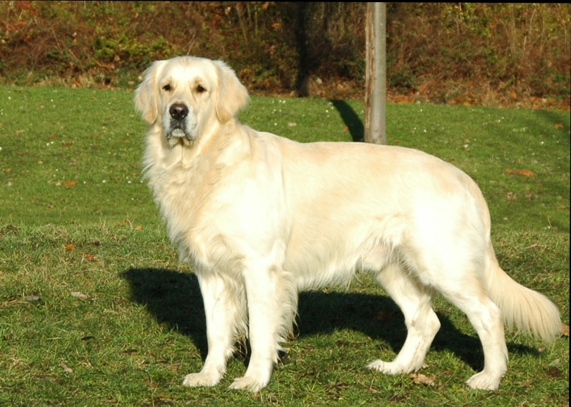Golden retriever standing on the grass
