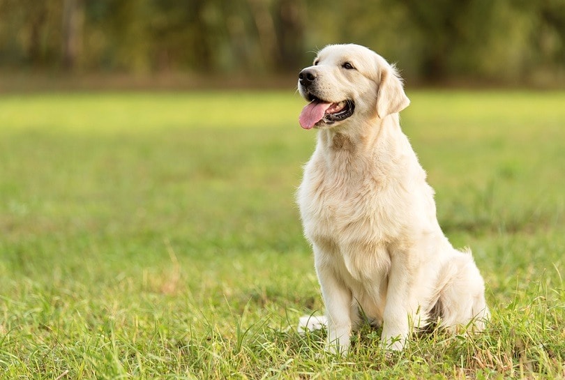 Golden retriever_sasastock_shutterstock