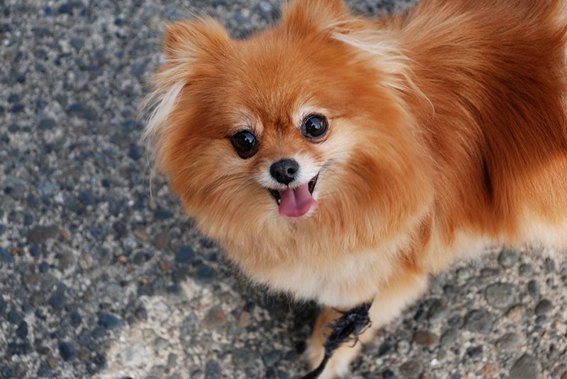 Golden teacup pomeranian