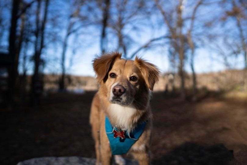 Gollie in the forest