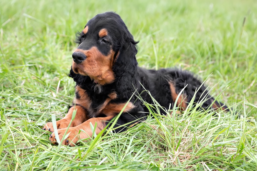 Gordon Setter puppy in the grass