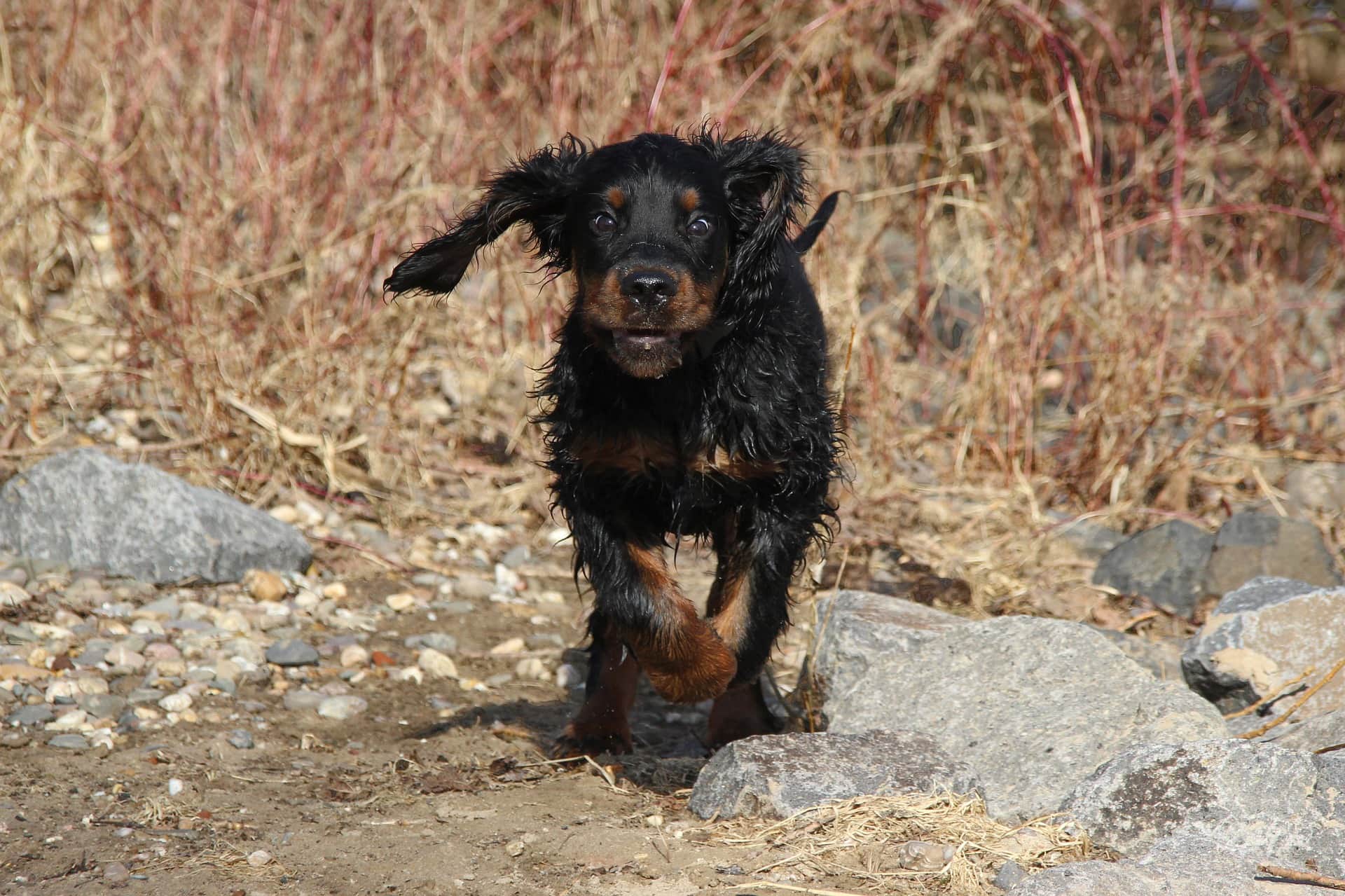 Gordon Setter running towards camera