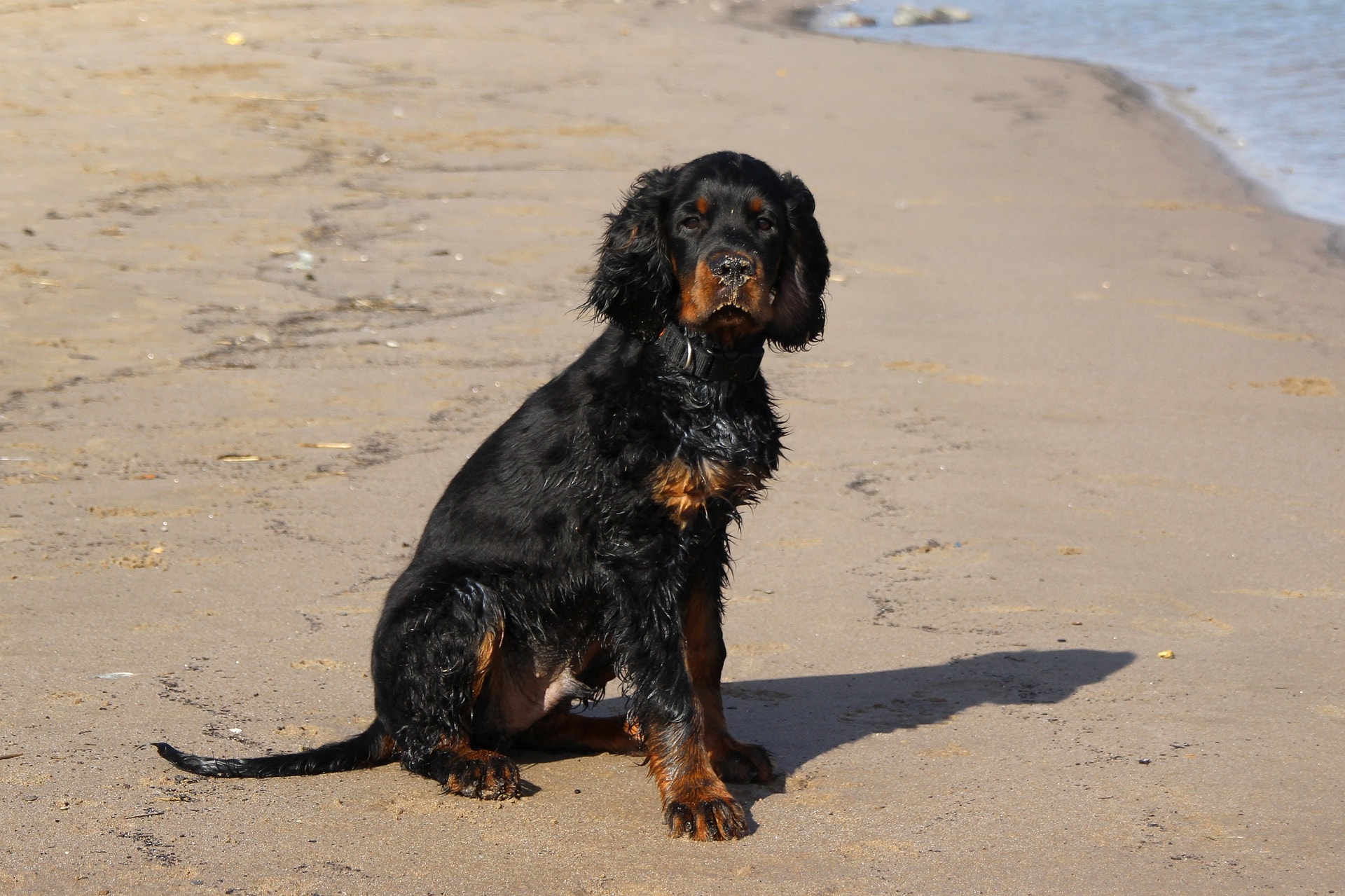 Gordon Setter sitting on the beach