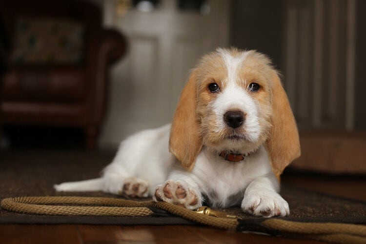 Grand Basset Griffon Vendeen lying in the living room