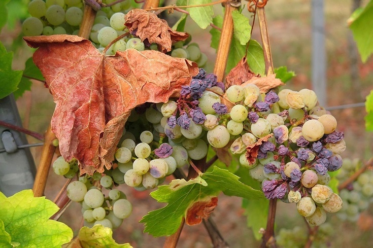 Grapes and raisin