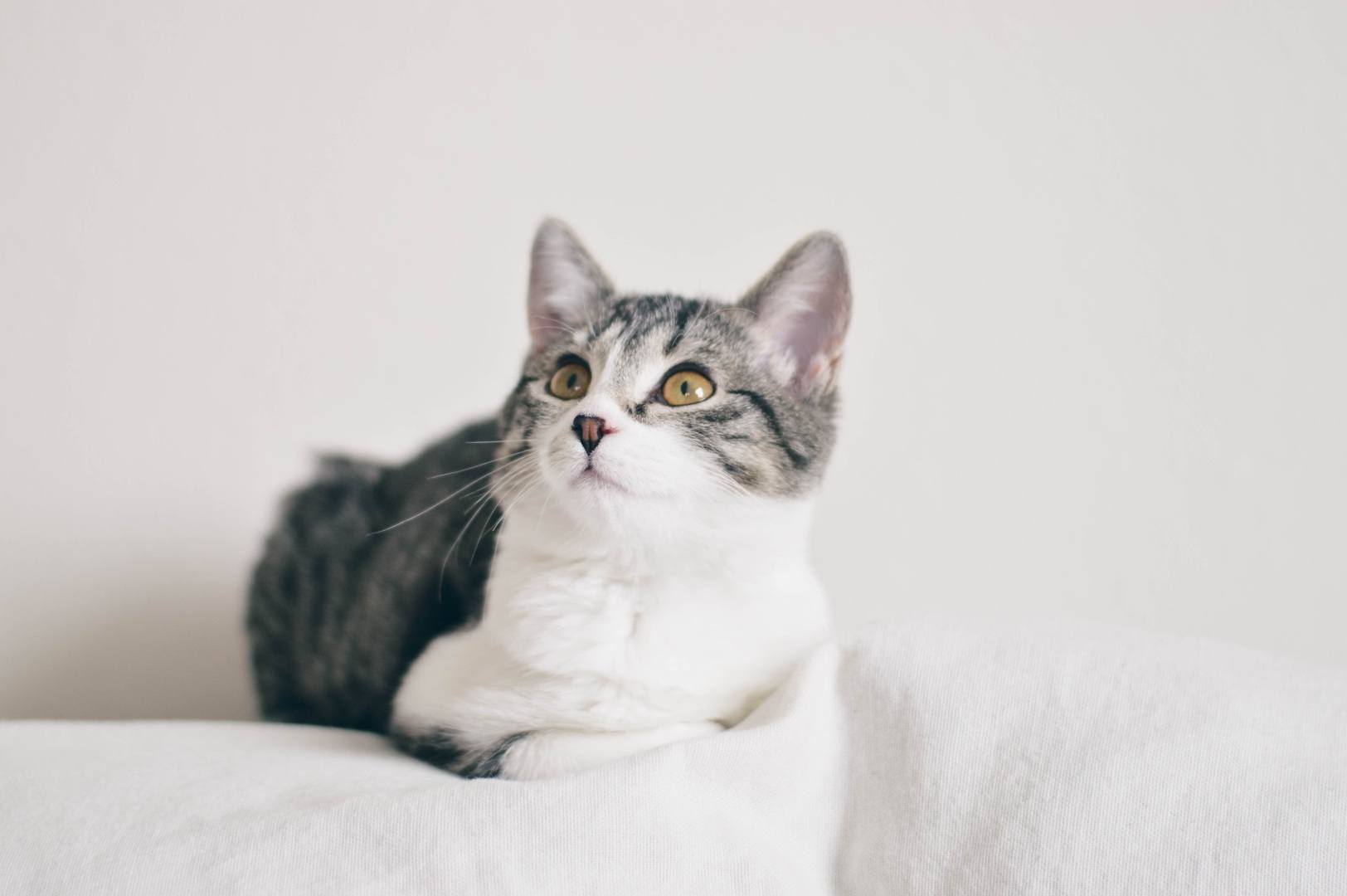Gray American Shorthair