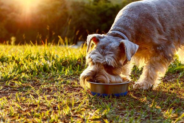 Gray Schnauzer eating food at natural sunlight