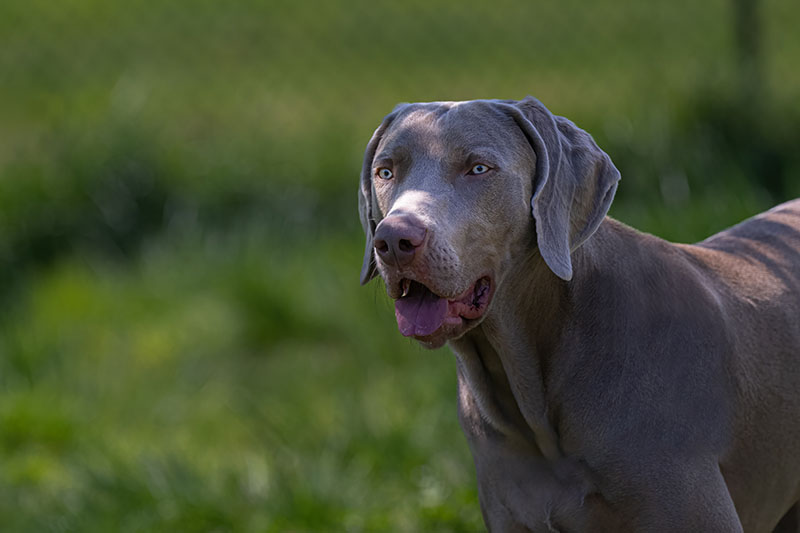 Gray Weimaraner