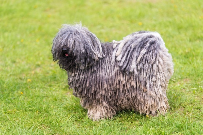 Gray hungarian puli dog in the park