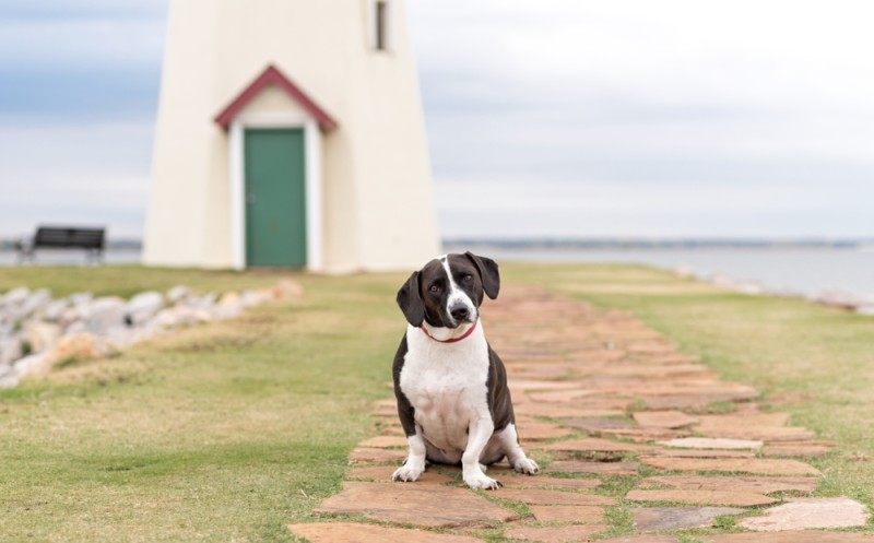 Great Dane Basset Hound mixed breed dog