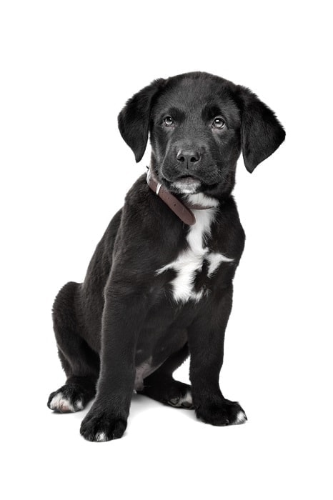 Great-Dane-Rottweiler-mix_Erik-Lam