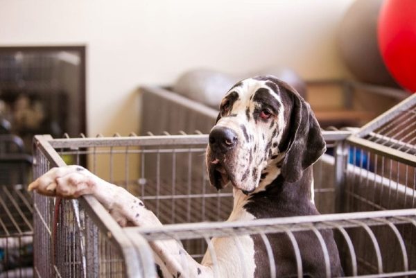 Great Dane inside crate