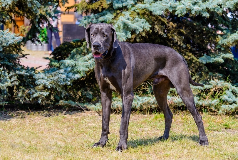 Great Dane