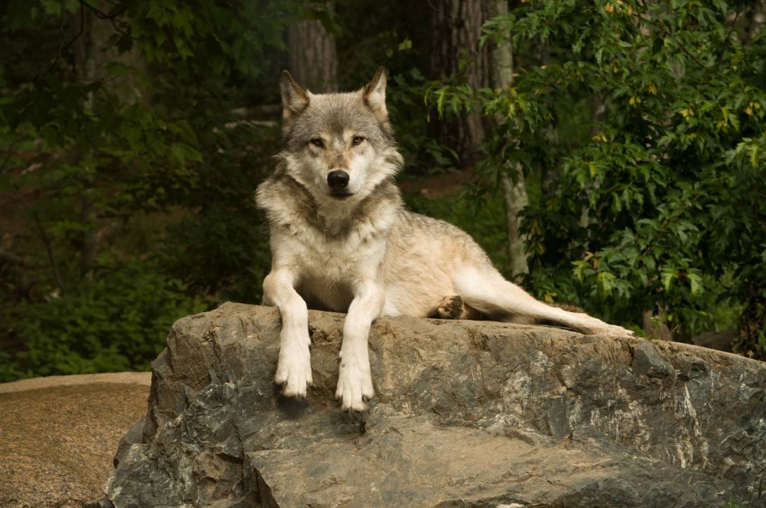 Great Plains Wolf