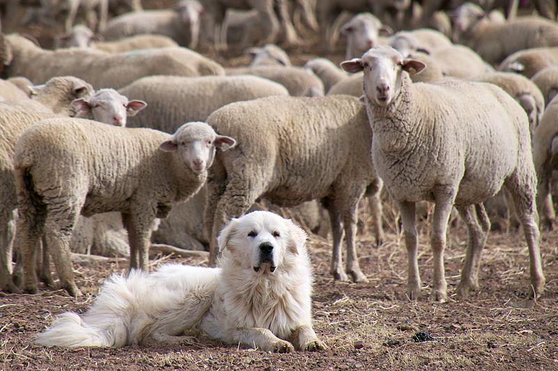 Great Pyrenees Herding