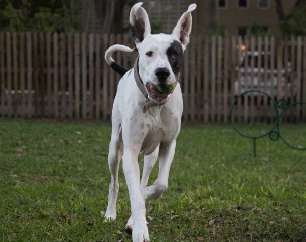 Great dane Pitbull Mix great danebull_RyanTaylor_Shutterstock