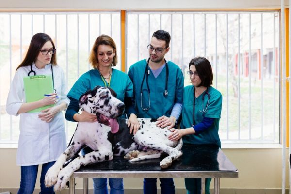Great Dane Health Issues: 9 Common Problems to Watch For (Vet Answer