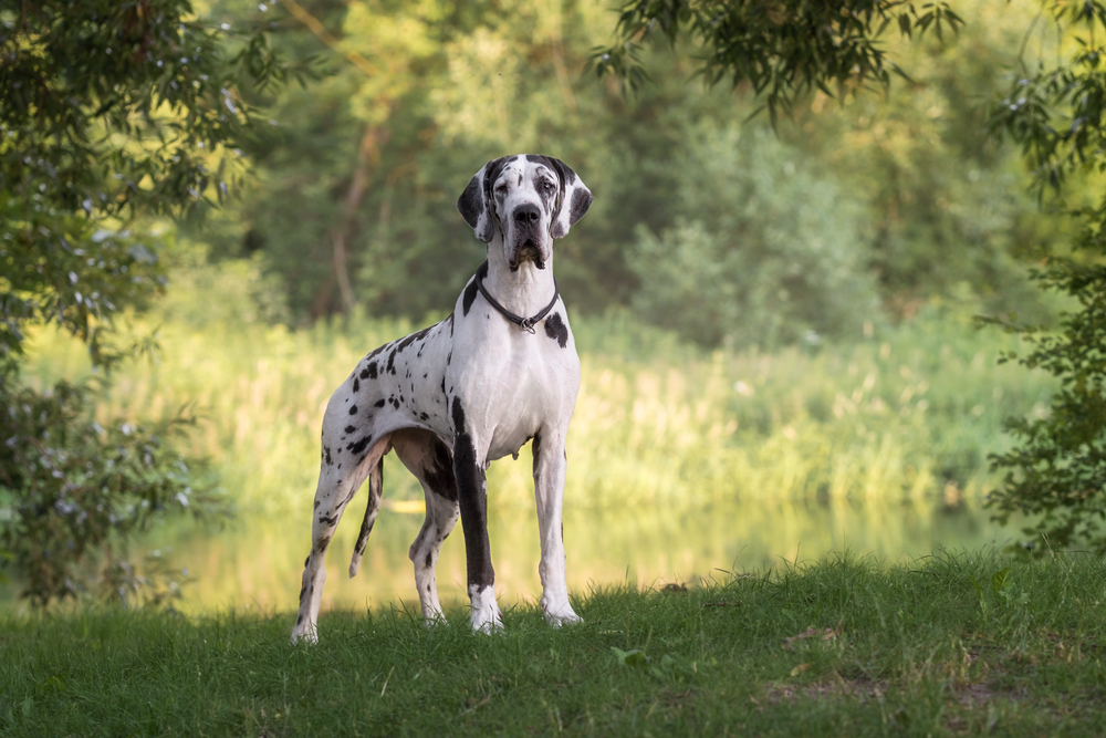 Great dane dog in beautiful landscape