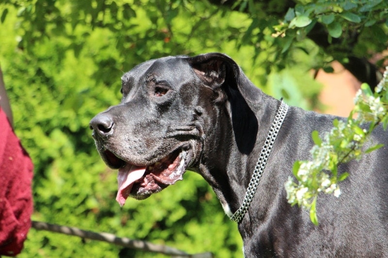 Great dane drooling