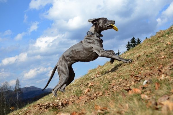 Great dane with toy in mouth