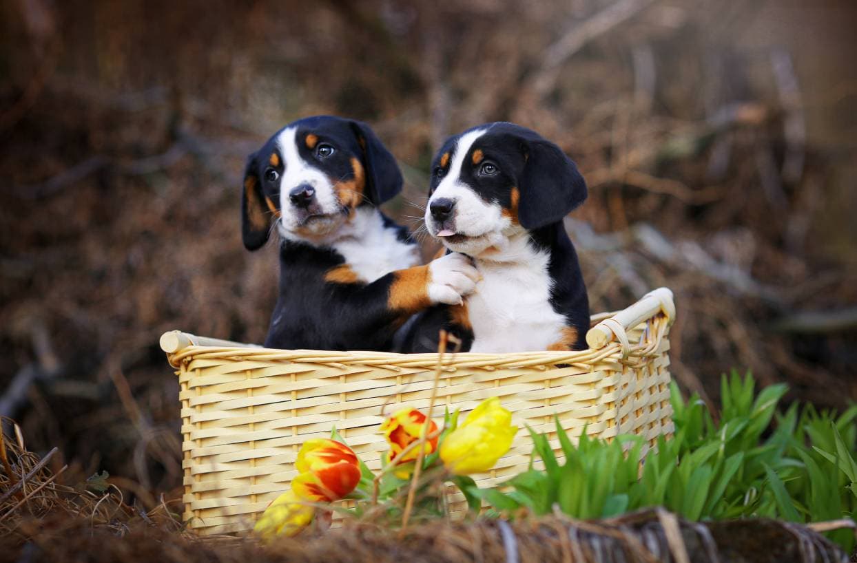 Greater-Swiss-Mountain-Dog-in-the-basket_SubertT_shutterstock