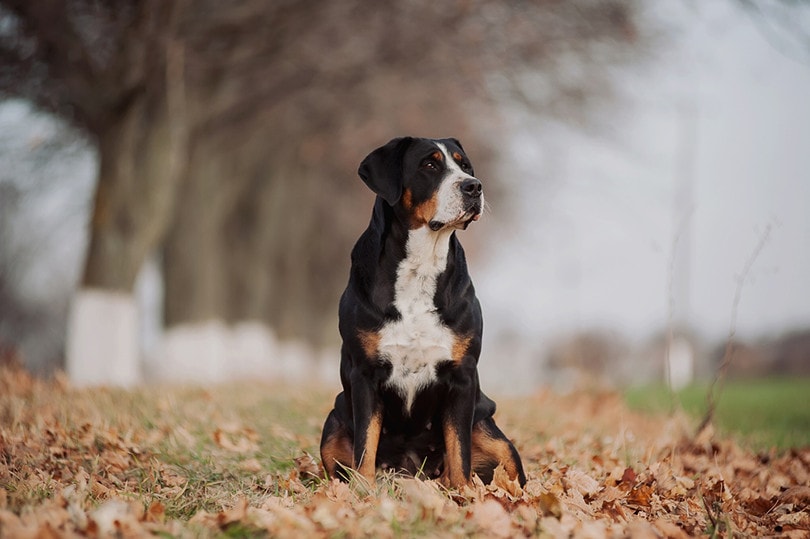 Greater Swiss Mountain Dogs