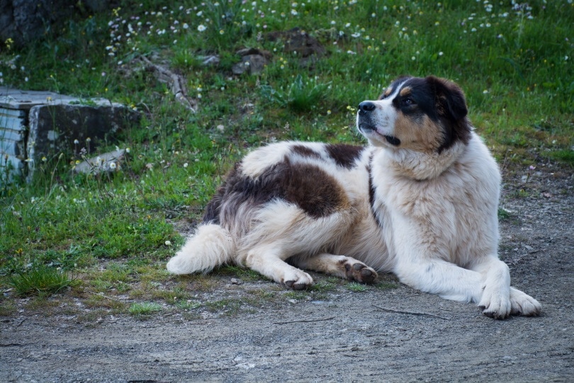 Greek Shepherd_pixels outloud_Shutterstock