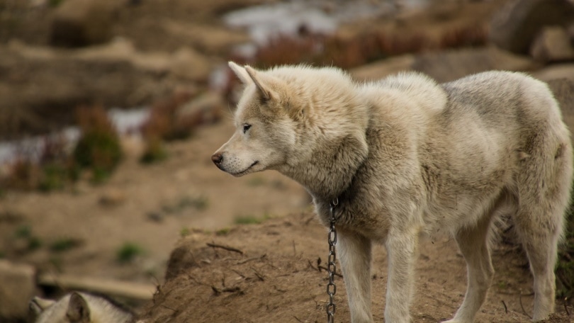 Greenland dog on a leash