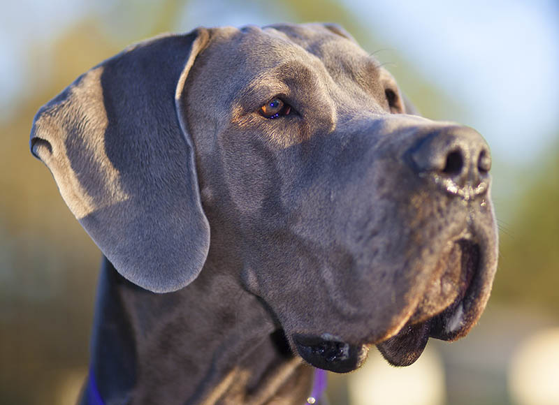 Grey Great Dane just as the sun is starting to set