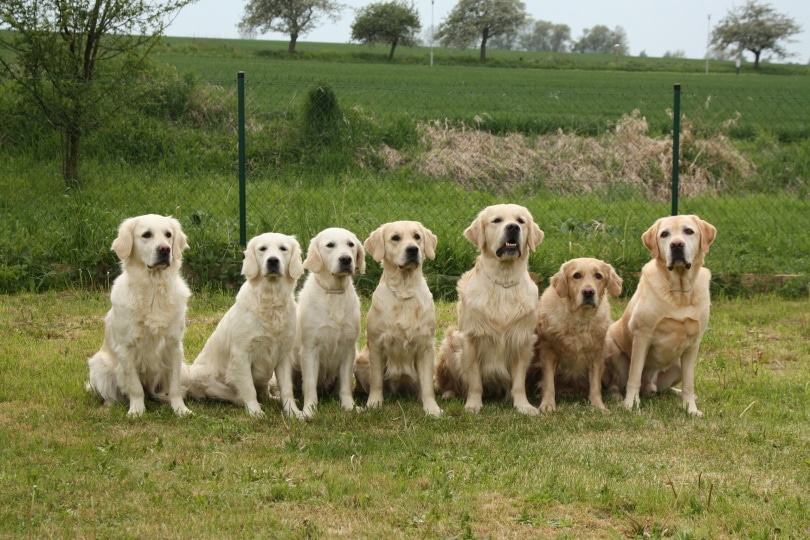 Group of golden retrievers sitting on grass