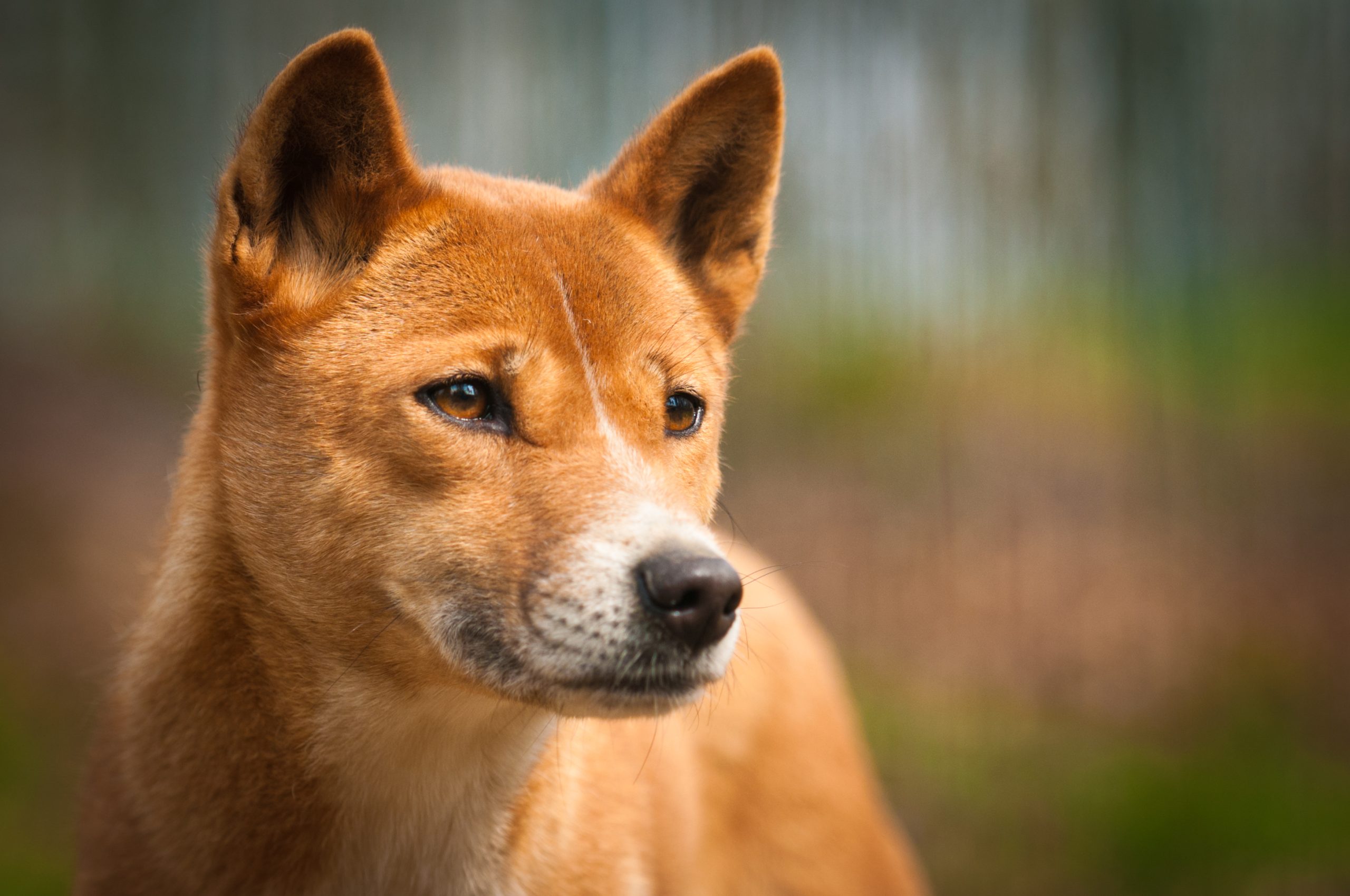 New Guinea Singing Dog