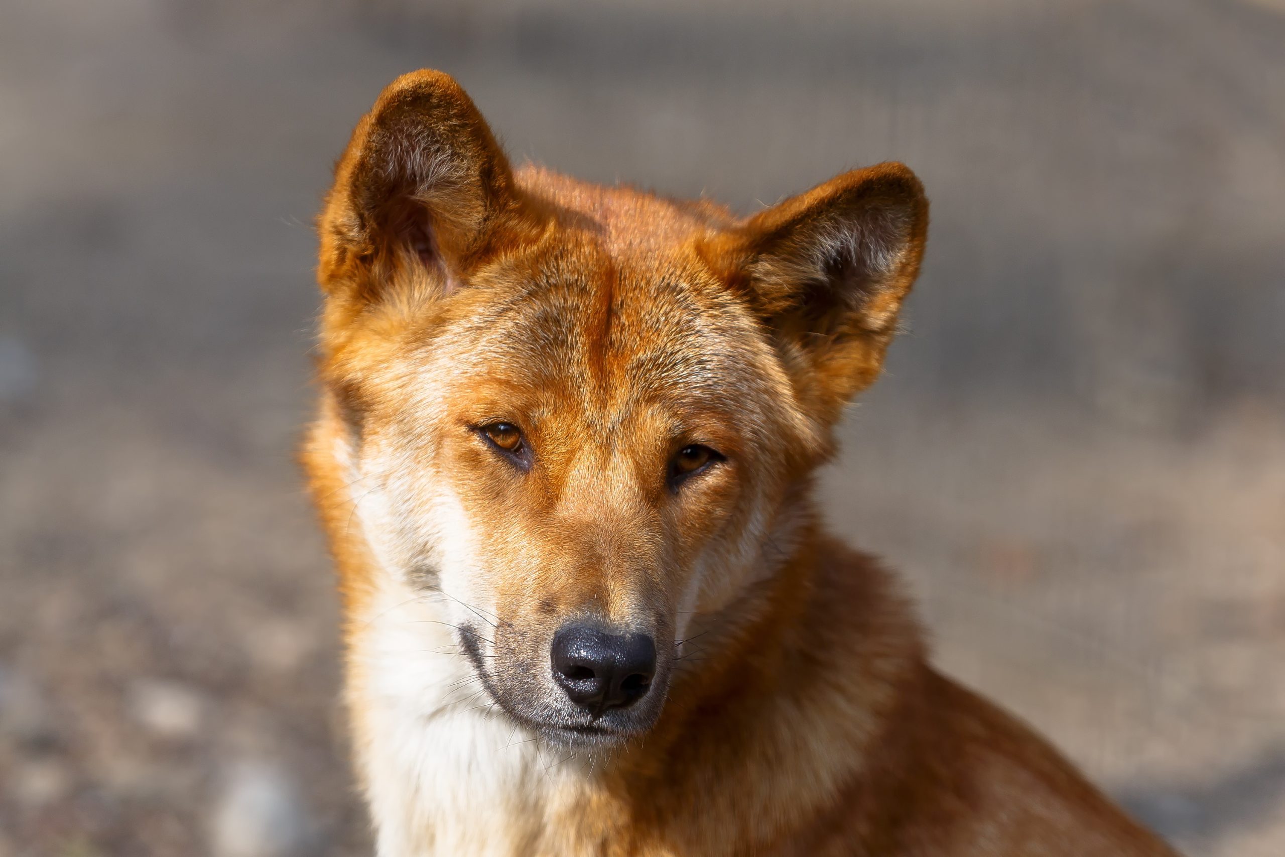 New Guinea Singing Dog